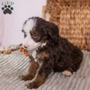 Honey, Mini Bernedoodle Puppy